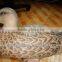 OEM Plastic PE Duck Decoys Weight Duck Decoys Full Body Decoy Hunting