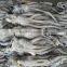 Frozen squid head much stock in factory price in China