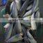 Frozen HGT Pacific mackerel