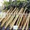 Ficus Religiosa packed for shipment