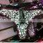 hot sell new design zebra young girl cotton panty