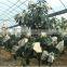 Hot sale greenhouse film for food