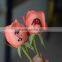 Flower printers with PC Touch screen Display Smart Operation