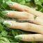 2016 Newest Blown Dry water based nail polish/whole sales nail polish