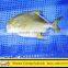 IQF Frozen Golden Pompano Fish with all size