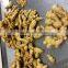 100g+ Fresh Ginger In 7kg PVC Carton
