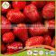 Frozen Strawberries America M13 25-35mm freezing strawberry