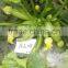 High diseases resistance hybrid Squash seeds Zucchini seeds for growing-Zhen Yu168