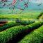 Green Tea Extract from GMP Certified Manufacturer