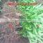 orange fruit trees seedling