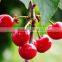 GMP Natural High Quality Water Soluble Acerola Powder/Acerola Juice Powder