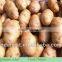 2013 new crops fresh potato