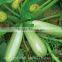 hot sale pumpkin seeds kernels AAA