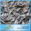 Bonito Fish In Stock For Market