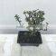 Portulacaria Afra Bonsai ( Jade Plant)