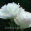 Best Price Fresh Cut Flowers White Eustoma For Sale