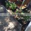 Outdoor Corten Steel Planter Box with brake wheels