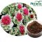 Rhodiola Rose extract