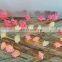 For Valentine's Day Wedding Decorative String Light Rose Battery Operated 10 LED Warm White Flower String Light