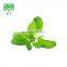 SCIYU Organic 99% Stevia Extract Powder