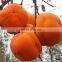 Flavonoid 10%, 20%, 30%, 40% Persimmon Leaf Extract