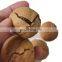 Factory outlet premium walnuts and kernels raw walnut  of low price