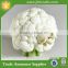 Cauliflower Sheep Crafted Of Stone Resin Figurines