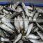 FROZEN SARDINE WHOLE ROUND