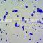 microscopes using microscope prepared slides