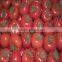 Fresh Red Organic Tomato