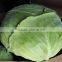 Round cabbage for export