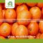 wholesale orange export with great price