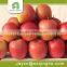 organic fresh fruit wholesale of red sar apple