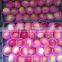 Gansu Fresh Fruit gala apple for sale