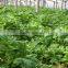 Big leaf sweet basil seeds for growing
