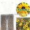 Rudbeckia hirta flower seeds