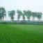 Zoysia Japonica