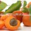 Better Fresh Canned Apricots