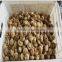 Sliced Portobello Mushrooms slices mushroom in brined preserved mushroom new crop