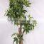 China Hot Sale Evergreen Fake Money Tree ,artificial Pachira