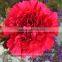 Fresh Cut Flowers Fragrant Real Touch Carnation to Friends