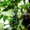 Black pepper extract