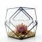 geometric terrarium geometric glass terrarium wholesale