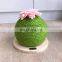 Eco-friendly cute green pet toy cat scratcher/scratching ball shaped toy