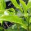Pure High Care Green Tea At Bulk Producers