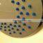 Made in China plastic shower head