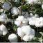 wholesale polyester fiber filling for pillow ,cushion ,doll