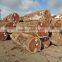 Vietnamese teak wood log