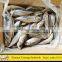 Fair Price for Frozen Fish Horse Mackerel