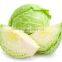 FRESH CABBAGE NEW CROP WITH DELICIOUS TASTE AND COMPETITIVE PRICE